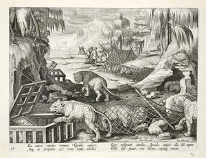 Fangen von Leoparden mit Hilfe von Netzen und Käfigen, die mit Spiegeln geködert sind, Illustration aus 